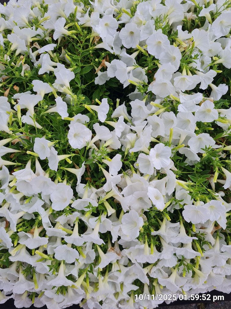 Lots of white flowers in a flower bed