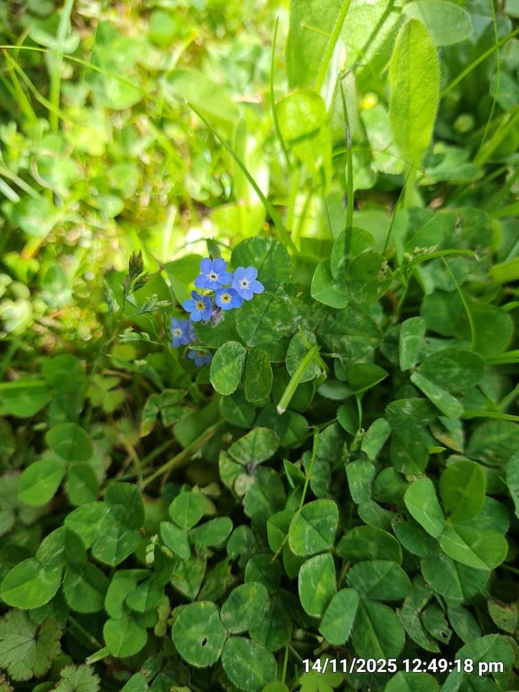 Field speedwell plant